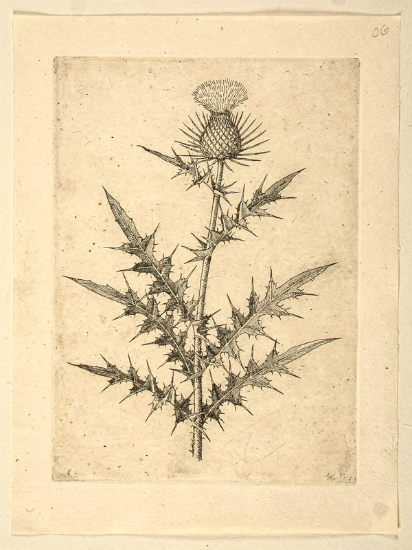 A fine-line black etching of a single thistle plant with spiky leaves and one flower head, a botanical study with delicate cross-hatching, the plate mark visible on cream paper.