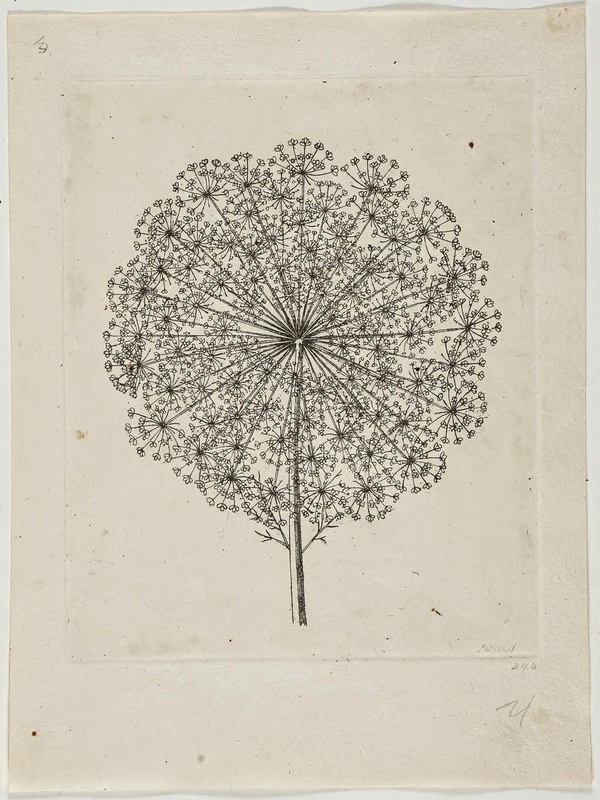 A black etching of a Queen Anne's lace flower seen from directly above, a lacy round umbel of tiny flowers, fine lines, a botanical print on cream paper with the plate mark visible.
