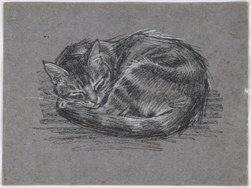 A charcoal and white chalk drawing on grey paper of a cat curled up asleep, quick confident lines, soft shading, white chalk highlights.