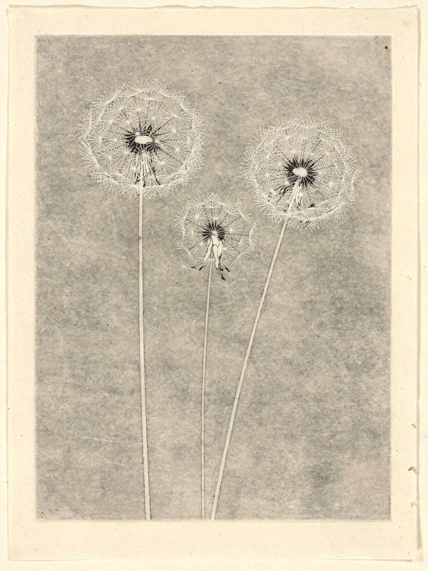 An etching with aquatint of three round dandelion seed heads on thin stems against a soft grey tone, fine white lines for the seeds, the plate mark visible on cream paper.