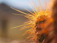 Island Park Henry&#039;s Fork Fly Fishing